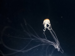 Image showing jellyfish