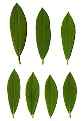 Image showing Rhododendron leaves