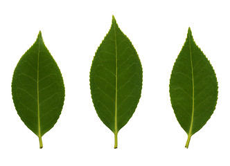 Image showing Camelia leaves