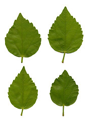 Image showing Leaves of Hibiscus