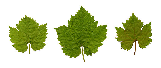 Image showing Leaves from the vine