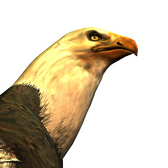 Image showing Eagle's head