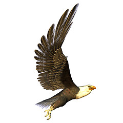 Image showing flying eagle