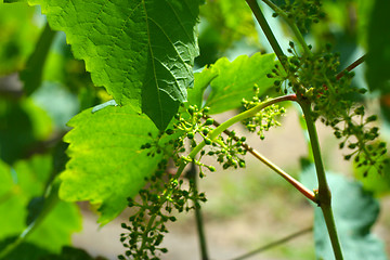 Image showing grape