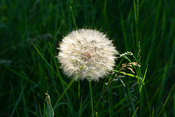 Image showing dandelion