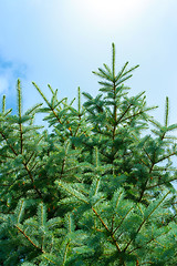 Image showing sunlight and pine