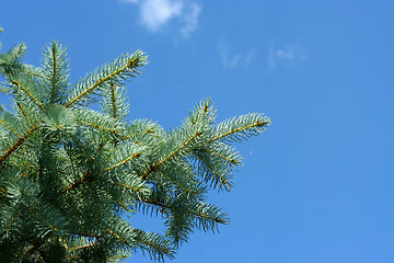 Image showing sunlight and pine