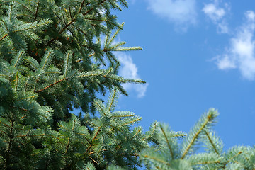 Image showing sunlight and pine