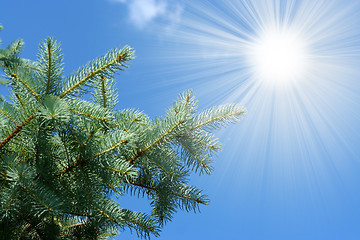 Image showing sunlight and pine