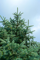 Image showing solar pine