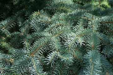 Image showing solar pine