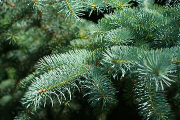 Image showing pine