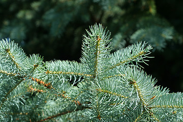 Image showing pine