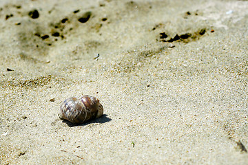 Image showing seashell