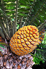 Image showing Cycad cone, Encephalartos Transvenosus - Monte Palace botanical garden, Monte, Madeira