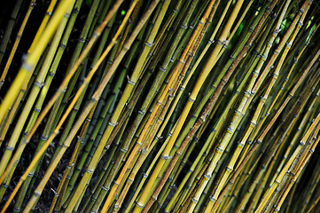 Image showing Bamboo jungle - Monte Palace botanical garden, Monte, Madeira