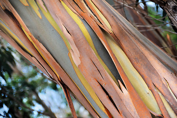 Image showing Eucalyptus, Gum Tree, north of Madeira island,  Portugal