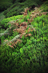 Image showing Plateau of Parque natural de Madeira, Madeira island,  Portugal