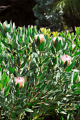 Image showing Protea blossoms, Sugarbush - Monte Palace botanical garden, Monte, Madeira