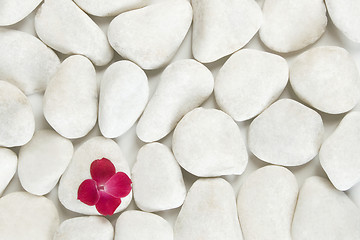 Image showing red petals on white pebble background