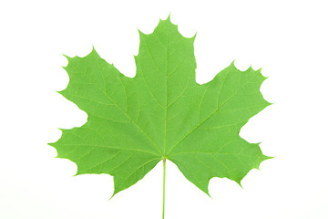 Image showing green maple leaf