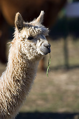 Image showing Alpaca head