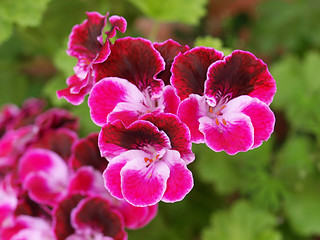 Image showing Geranium