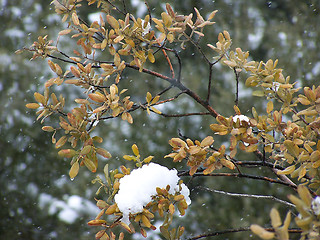 Image showing Snow Tree