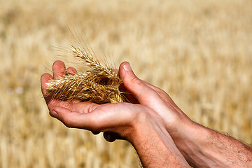 Image showing Harvest