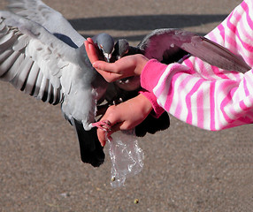 Image showing Feeding pigeons