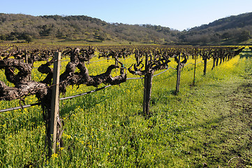 Image showing Vineyard flowers