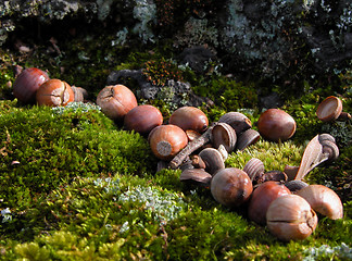 Image showing Acorn On Moss