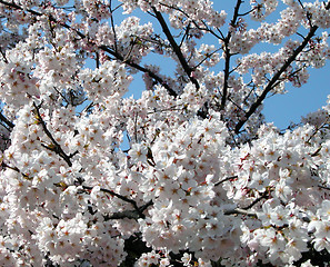 Image showing Cherry Blossoms