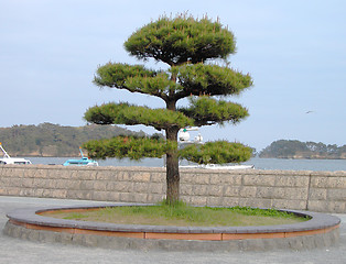 Image showing Japanese Tree