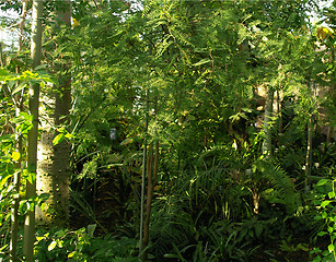 Image showing Greenery background