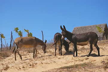 Image showing 3 Donkey's