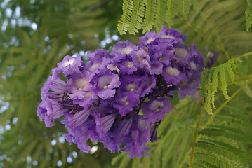 Image showing Jacarande Flower
