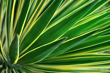 Image showing Close up of Yucca - abstract background