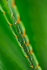 Image showing Close up of cactus  – abstract