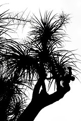 Image showing Old Nolina recurvata Hemsl. -  silhouette