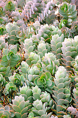 Image showing Close up of Kalanchoe - succulent
