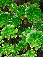 Image showing Close up of an ornamental Aeonium - succulent (Pinwheel)