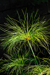 Image showing Cyperus papyrus - detail