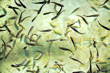 Image showing School of fish at a hatchery – trout