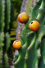 Image showing Close up of cactus with fruit