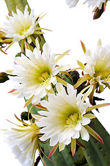 Image showing Close up of cactus flowers – Trichocereus scopulicolus