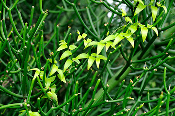 Image showing Close up of succulent and creeper  – background