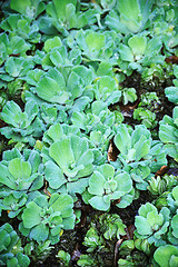 Image showing Pistia  (Water cabbage) -  detail