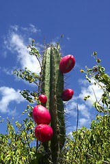 Image showing Red Fruit