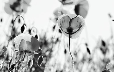 Image showing Corn Poppy Flowers Papaver rhoeas